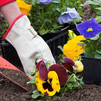 Servicios de Jardineria