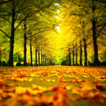 Servicios de Jardineria