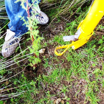 Servicios de Jardineria