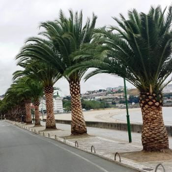 Servicios de Jardineria